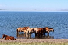 Horses are watering @Ugii lake