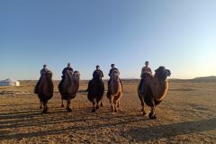 Mongolian camels